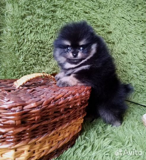 Померанский шпиц медвежьего типа