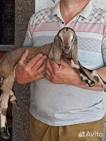 Англо нубийские козочки