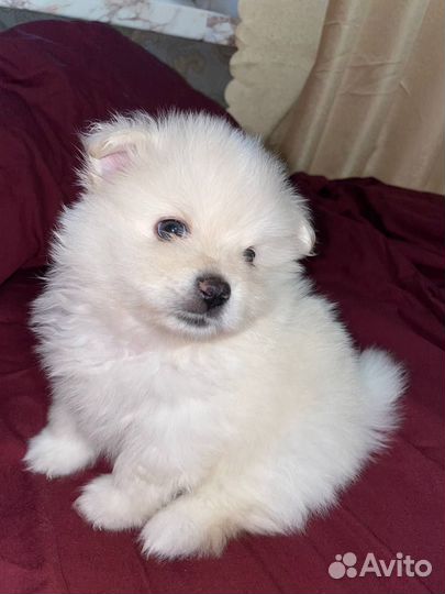 Померанский шпиц