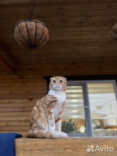 Шотландский кот вязка