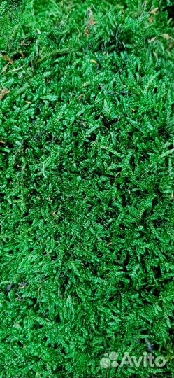 Лесной стабилизированный мох пластами 1.7м2