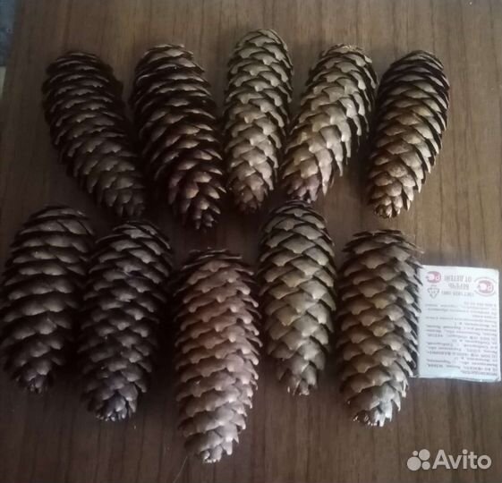 Шишки еловые для поделок, самовара, настроек