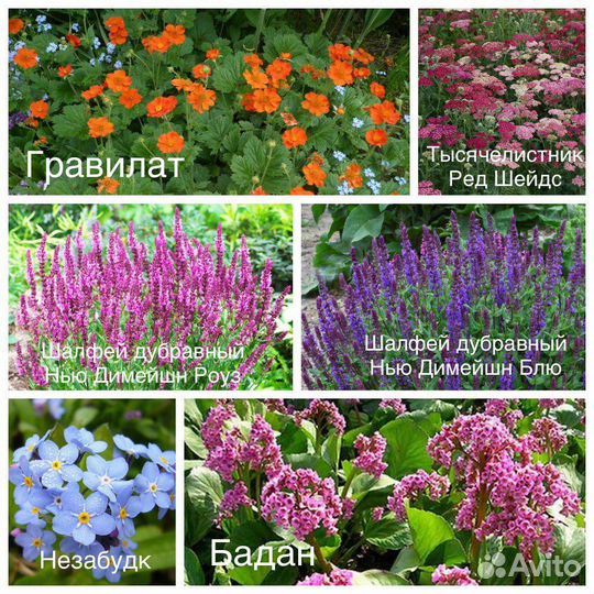 Многолетние растения