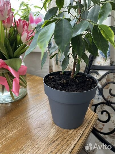 Фикус бенджамина