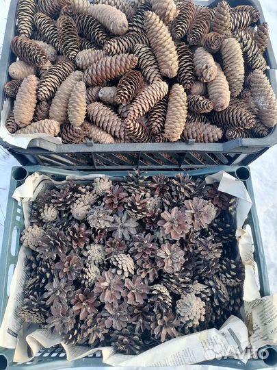 Шишка ели сосны сухая для декора