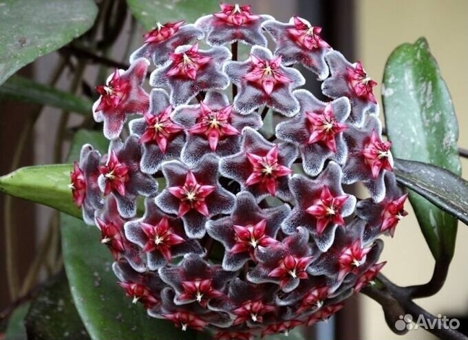 Хойи эсхинантус