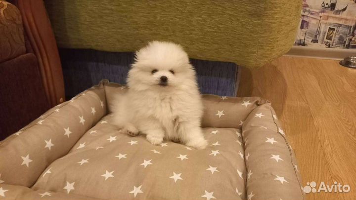 Померашки,док.ркф,клеймо в Казани