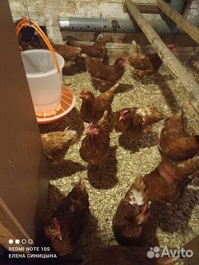 Куры молодки несушки