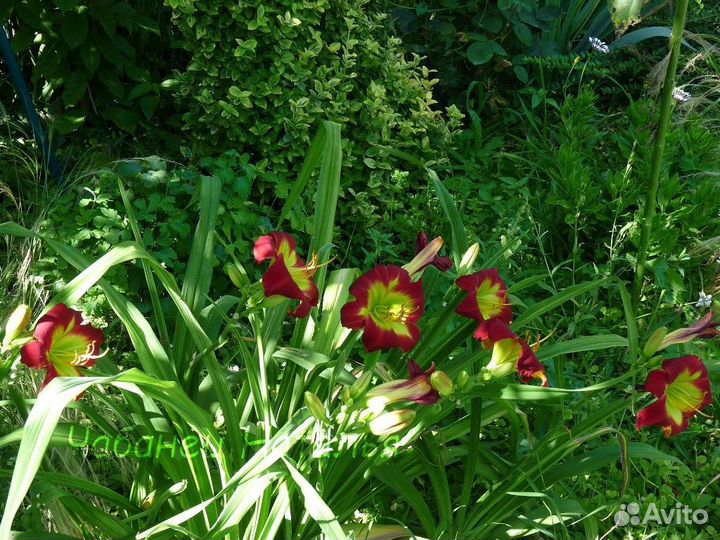 Многолетние растения для сада