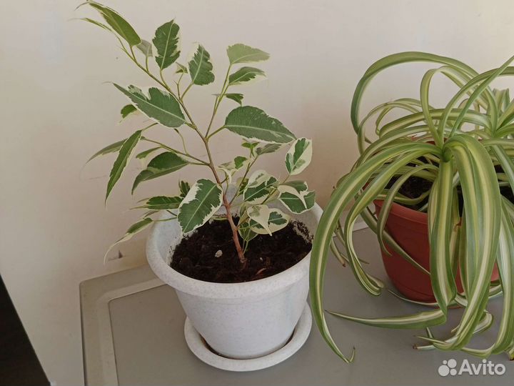 Комнатные цветы