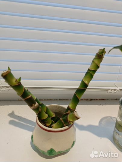 Драцена душистая