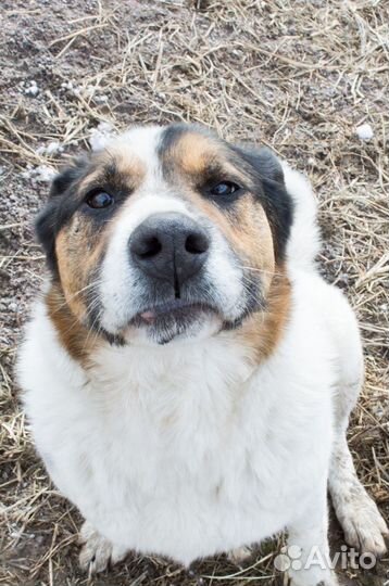 Пёс Пирожок (очень сладкий) ищет дом