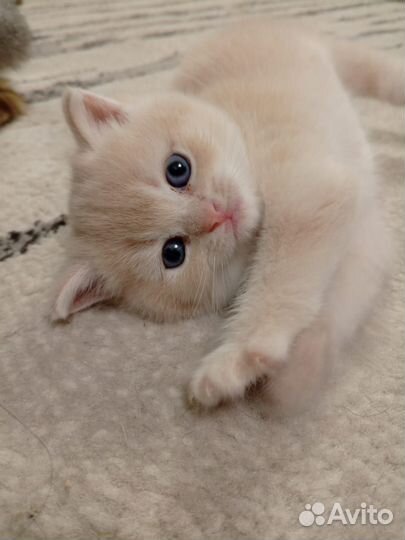 Кошки и котята