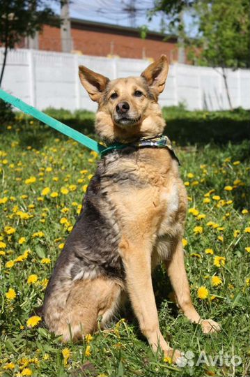 Милашка Айка