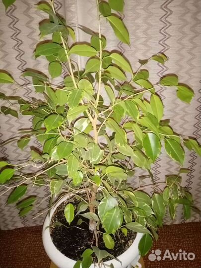 Цветок Фикус Бенджамина