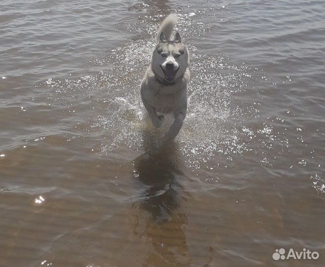 Кобель на вязку