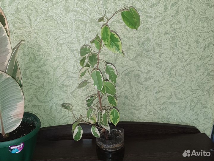 Фикус каучуконосный большой