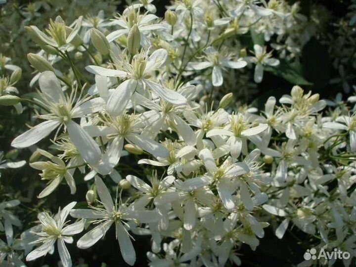 Клематис жгучий