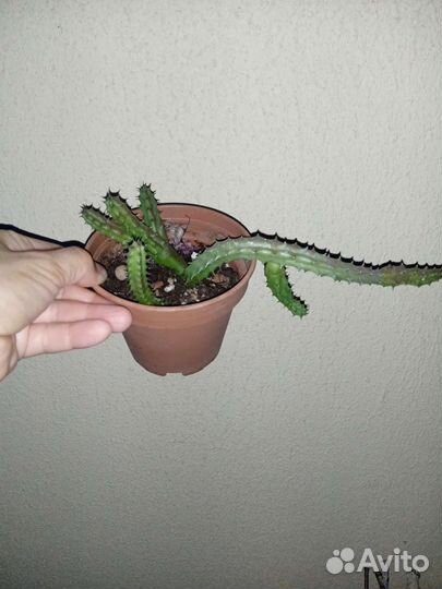 Комнатные растения, суккуленты,эхеверия