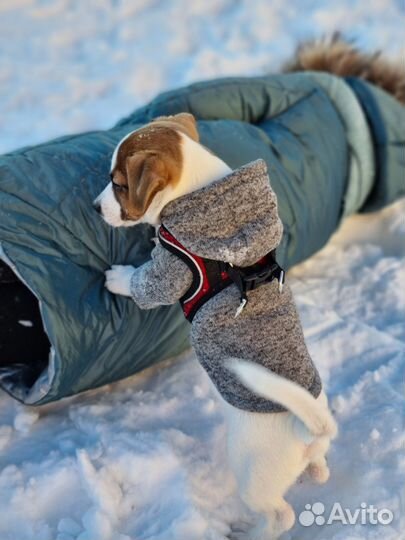 Тёплая кофточка для щенка