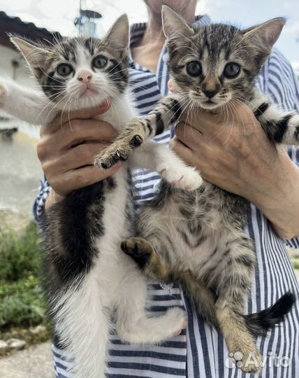 Котята бесплатно