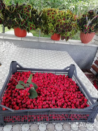 Боярышник лекарственный ягоды