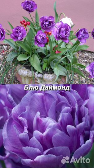 Луковицы тюльпанов самых роскошных сортов