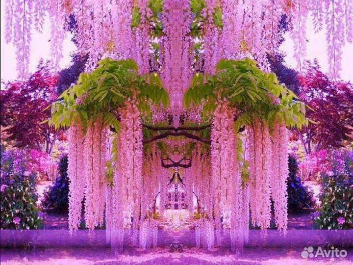 Саженцы глицинии