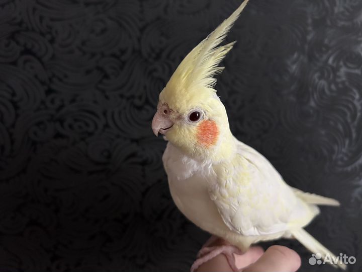 Продам кореллу