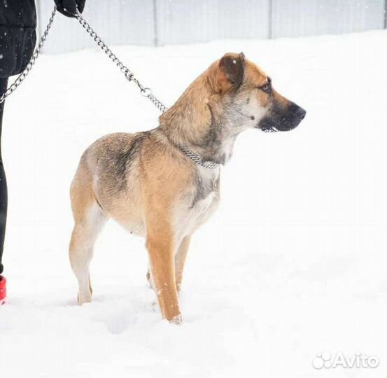 Мара в поисках дома хозяин отзовись