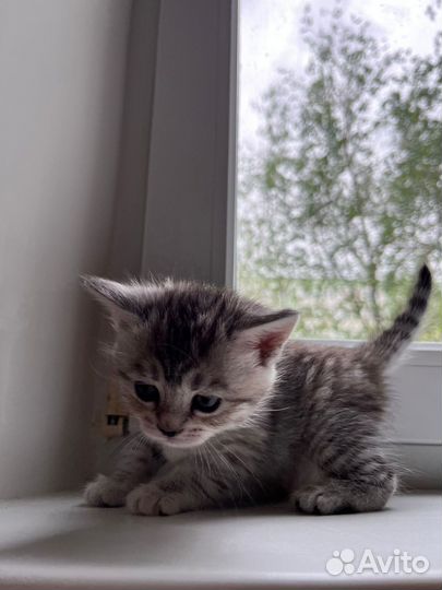Шотландская кошечка