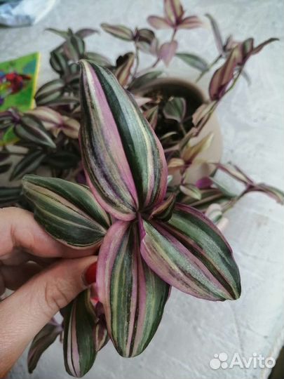 Традесканция зебрина сортовая