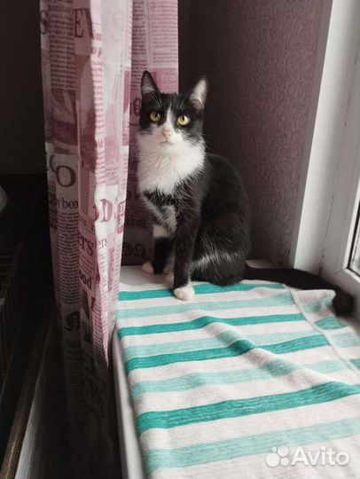 Молоденькая кошечка ищет дом