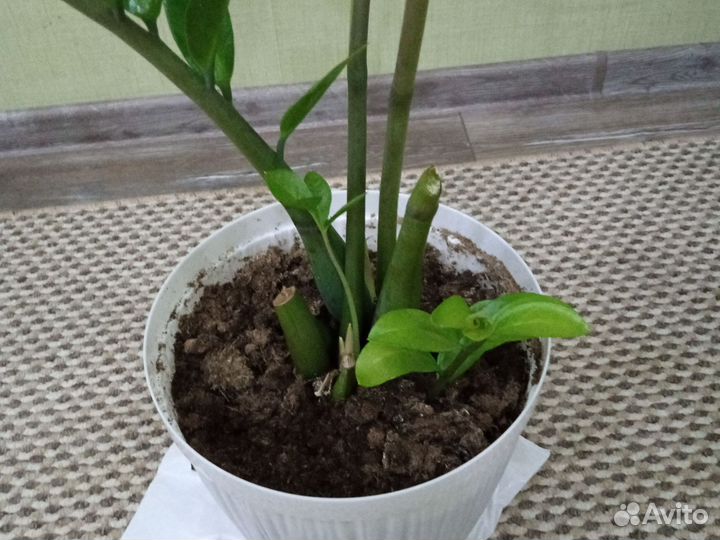 Замиокулькас