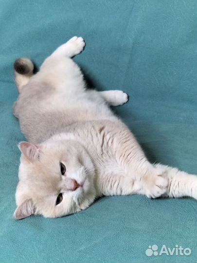 Шикарный британец кот