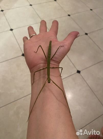 Палочники аннамские