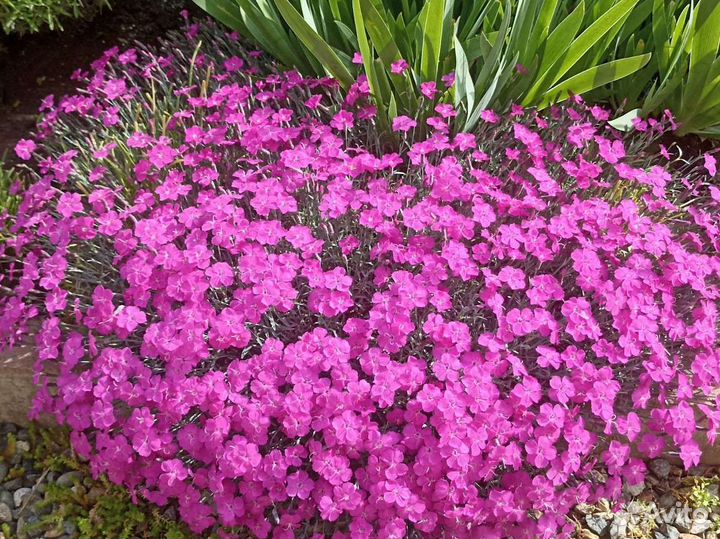 Почвопокровные растения - часть 1