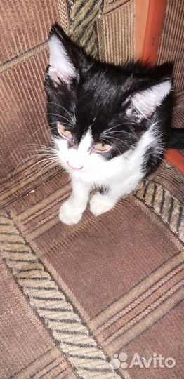 Продам котят в хорошие руки