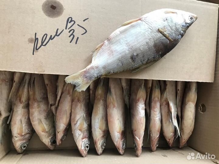 Северная рыба, пелядь, щука, язь, сырок, терпуг