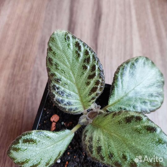 Эписции 3 вида