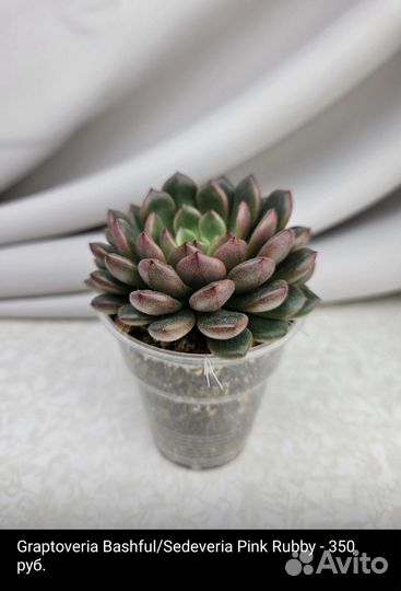 Суккуленты. Комнатные растения. Эхеверии