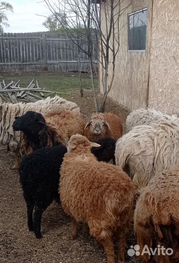 Овцы, ярочки