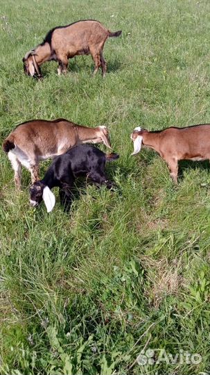 Англо нубийские козлята