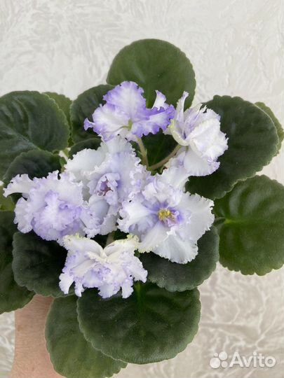 Сортовые фиалки