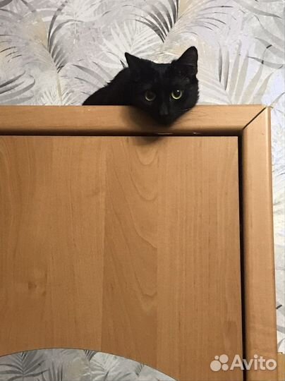 Кошка в дар