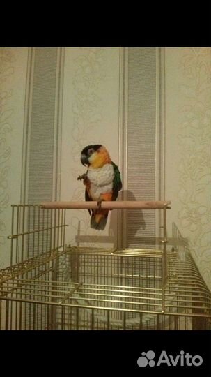 Клетка для среднего попугая
