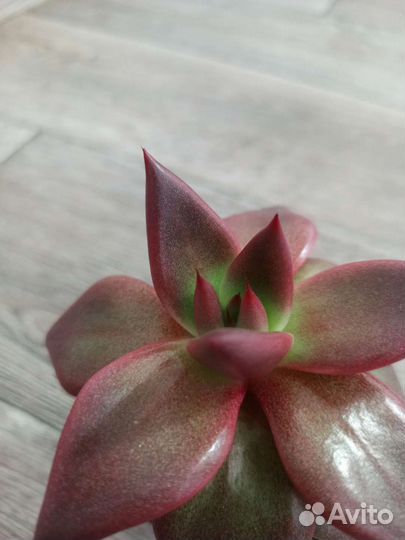 Эхеверия агавовидная 