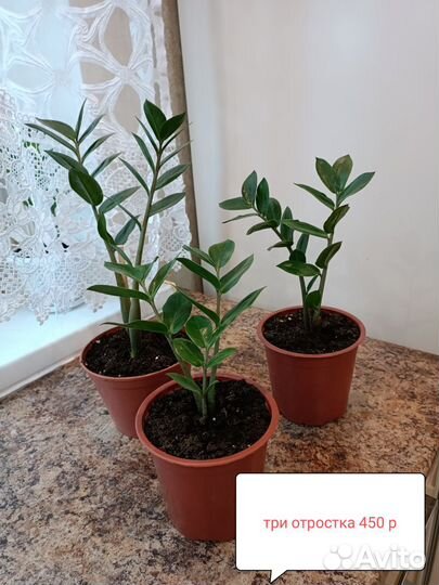 Комнатные цветы