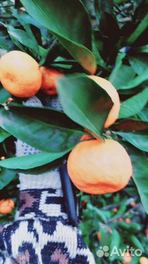 Мандариновый сок домашний