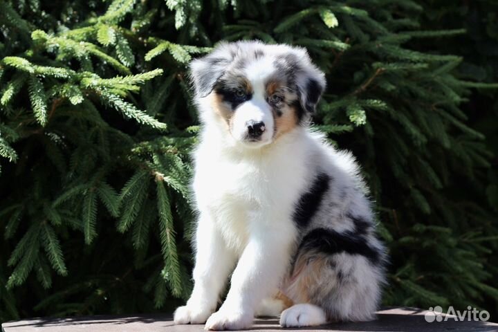 Австралийская овчарка (Аусси)